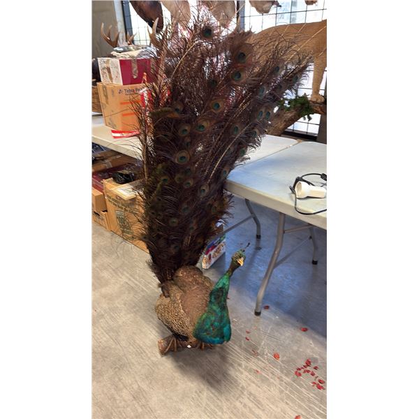 PEACOCK