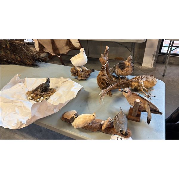 8 ASSORTED TAXIDERMY BIRD DISPLAYS