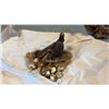 Image 3 : 8 ASSORTED TAXIDERMY BIRD DISPLAYS