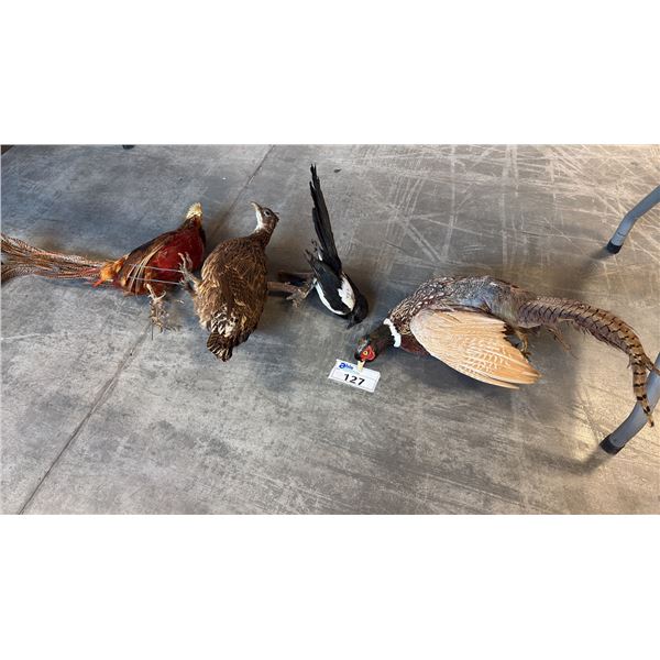 4 ASSORTED TAXIDERMY BIRD DISPLAYS