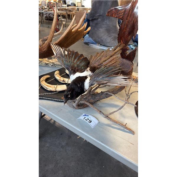 MAGPIE TAXIDERMY DISPLAY
