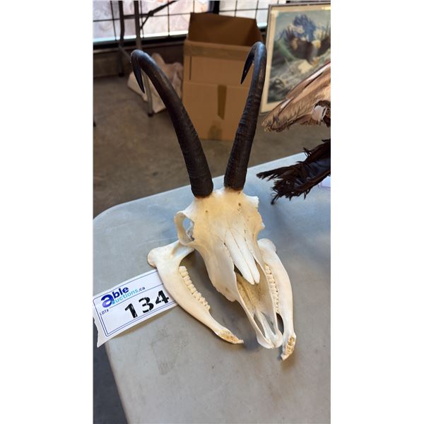 ANIMAL SKULL