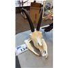 Image 1 : ANIMAL SKULL