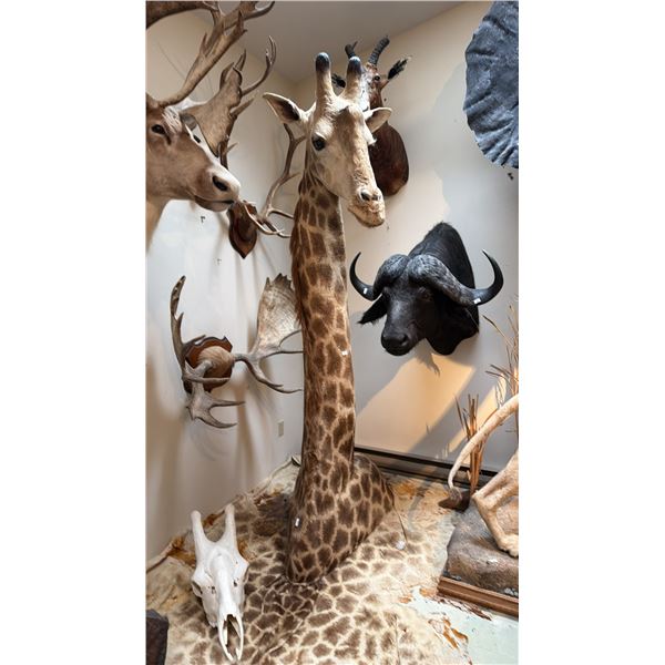 VERY LARGE SHOULDER MOUNT GIRAFFE WITH SKULL