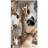 Image 1 : VERY LARGE SHOULDER MOUNT GIRAFFE WITH SKULL