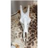 Image 2 : VERY LARGE SHOULDER MOUNT GIRAFFE WITH SKULL