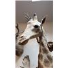 Image 4 : VERY LARGE SHOULDER MOUNT GIRAFFE WITH SKULL