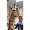 Image 5 : VERY LARGE SHOULDER MOUNT GIRAFFE WITH SKULL
