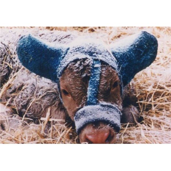 Calf Ear Muffs by Marge’s Muffs **Colors May Vary**