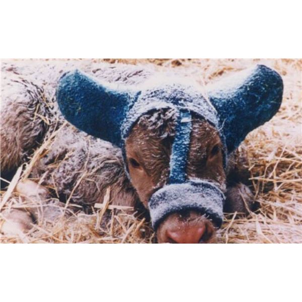 Calf Ear Muffs by Marge’s Muffs **Color May Vary**