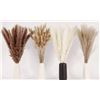 Image 1 : Pack of Dried Pampas Grass Stems **May Vary From StockPhoto**