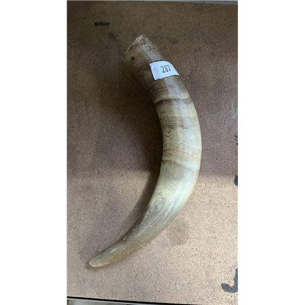 ANIMAL HORN APPROX 14"