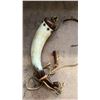 Image 2 : ANIMAL HORN CANTEEN APPROX 11"