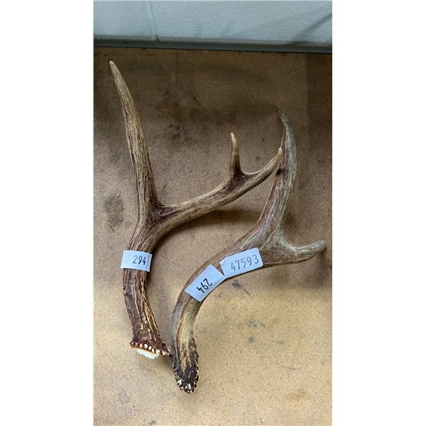 PAIR OF ANTLERS