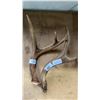 Image 1 : PAIR OF ANTLERS