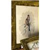 Image 4 : (3) FRAMED WATERCOLOUR BIRD PRINTS & FRAMED MIRROR