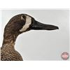 Image 12 : Taxidermy Duck (Tagged) (8-3/4"H)