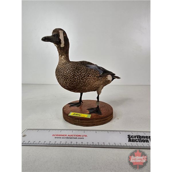 Taxidermy Duck (Tagged) (8-3/4"H)