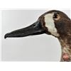 Image 6 : Taxidermy Duck (Tagged) (8-3/4"H)
