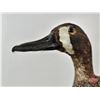 Image 7 : Taxidermy Duck (Tagged) (8-3/4"H)