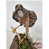 Image 10 : Wooden Sculpture of Hawk Perched on Log  (11"H x 19"W x 8"D)