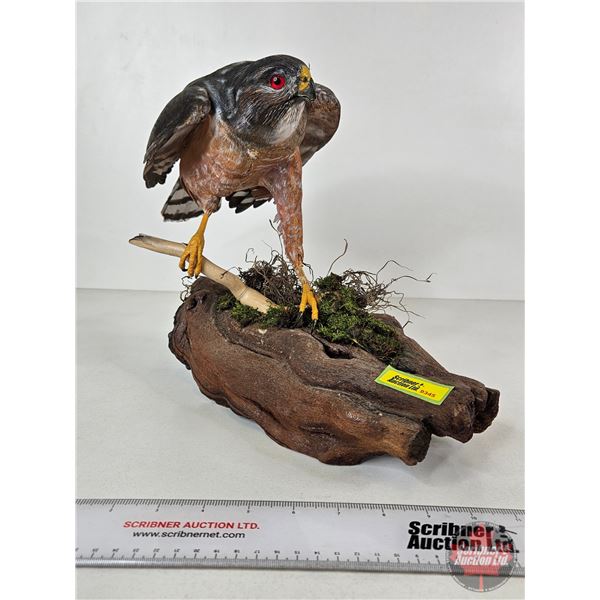 Wooden Sculpture of Hawk Perched on Log  (11"H x 19"W x 8"D)