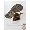 Image 4 : Wooden Sculpture of Hawk Perched on Log  (11"H x 19"W x 8"D)