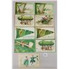 Image 3 : Clapsaddle St. Patrick's Day Holiday Greeting Postcards 33