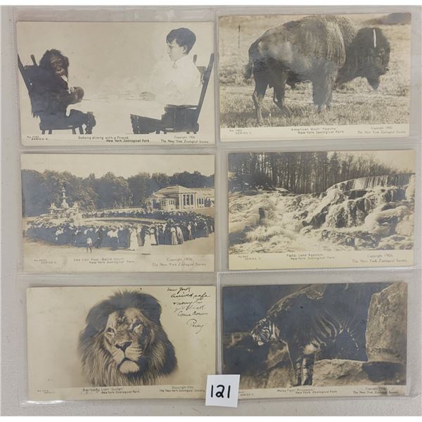 Real Photo New York Zoological Park Postcards 9