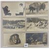 Image 1 : Real Photo New York Zoological Park Postcards 9