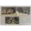 Image 2 : Real Photo New York Zoological Park Postcards 9