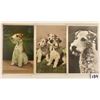 Image 3 : Animals - Dogs Terriers Postcards Approx. 65
