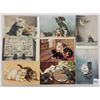 Image 2 : Animals - Tuck Cat Postcards 35
