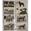 Image 6 : Animals - Dogs Cigarette Card Album 360+