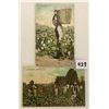 Image 3 : Black Americana & Cotton Postcards Approx. 35