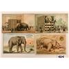 Image 1 : Ephemera - Elephant Trade Cards 8
