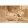 Image 1 : Real Photo of Children in Goat Pulled Wagon Postcard