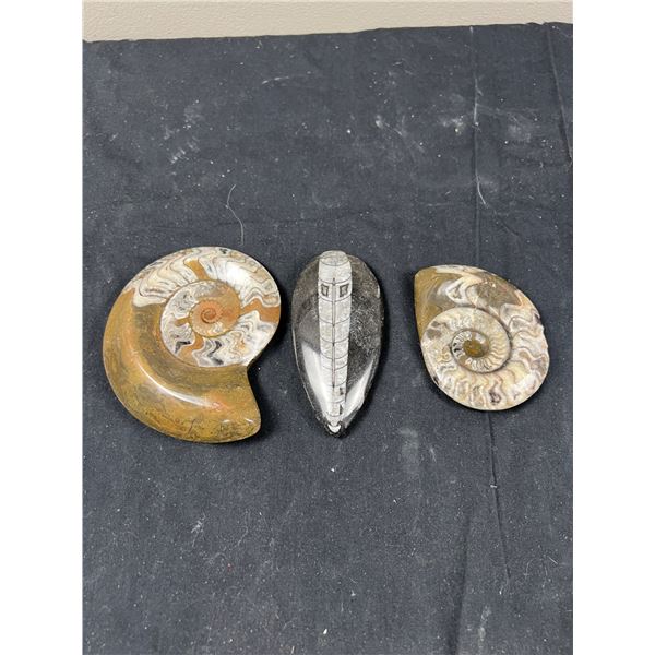 Polished Stone Fossils