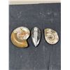 Image 1 : Polished Stone Fossils