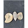 Image 5 : Polished Stone Fossils