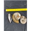 Image 6 : Polished Stone Fossils