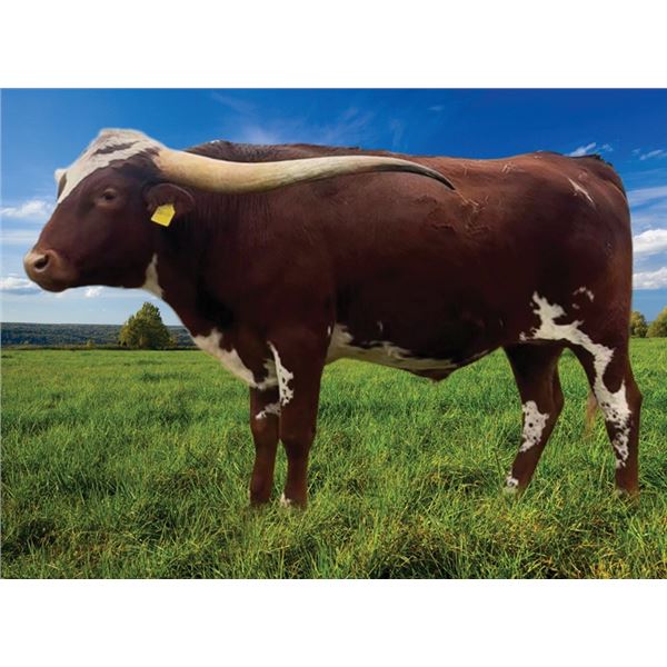 Donation Lot: A&S New Age Gandalf