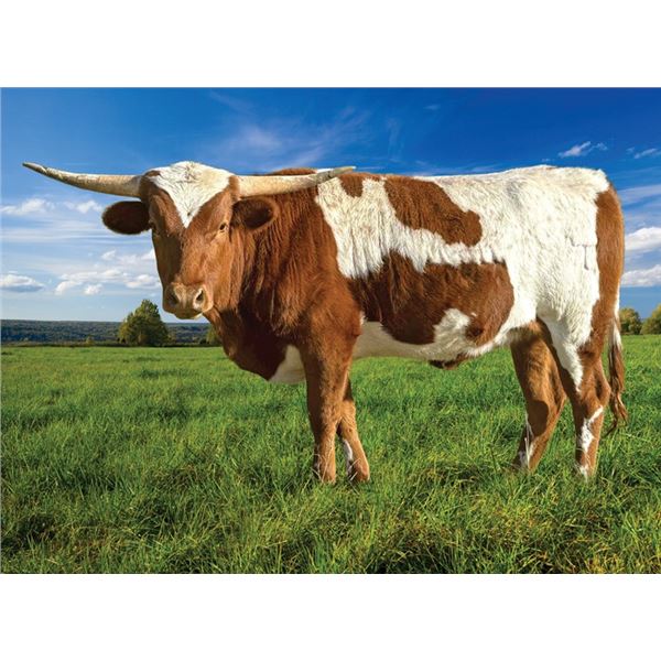 Donation Lot: LTL Fairy Trail