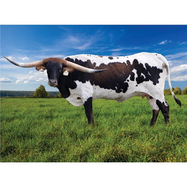 Hubbells Majestic Crown