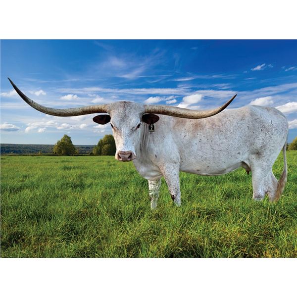 Double S Pearl Princess