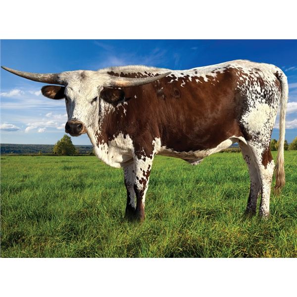 Sunhaven Smokin Pina