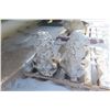 Image 1 : Two Cement Lion Ornaments, Approx. 24" Tall