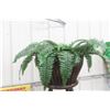 Image 5 : Walnut Fern Stand, Approx. 32" High With 16" Diameter Top