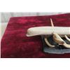 Image 6 : Beluga Cribbage Board, Whalebone 13 1/2" Long, Soapstone Base 8" x 5" Includes Deer Sheds
