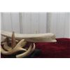 Image 8 : Beluga Cribbage Board, Whalebone 13 1/2" Long, Soapstone Base 8" x 5" Includes Deer Sheds